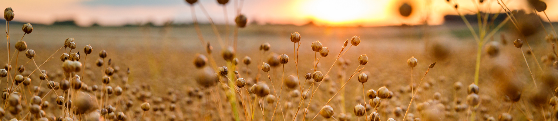 LINSEED AND OLEIC SUNFLOWER SEED